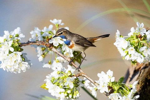 Bluethroat (Luscinia svecica cyanecula) ml Germany