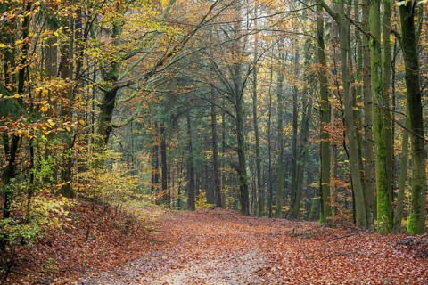 Landscape of a trail going through the European beech (Fagus sylvatica) forest, colored leaves in