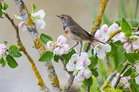 Bluethroat (Luscinia svecica cyanecula) ml Germany