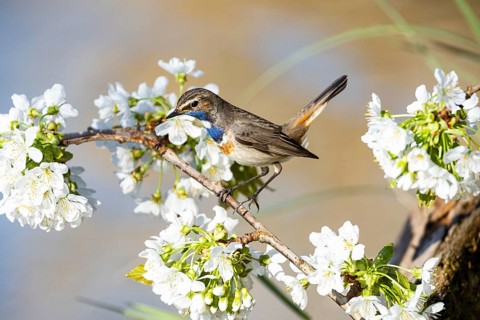 Bluethroat (Luscinia svecica cyanecula) ml Germany