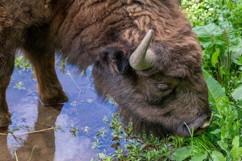 Bison (Bison) in a stream, wildlife park, Bavaria, Germany, Europe