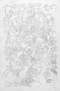 Hops, common hops (Humulus lupulus), woodcut by Leonhart Fuchs, from New Kreüterbuch, neues