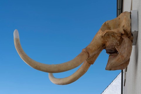 Mammoth skull on a house, Gößweinstein, Upper Franconia, Bavaria, Germany, Europe