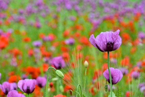 Field with poppies, red poppy (Papaver somniferum) and pink poppy, Bavaria, Germany, Europe