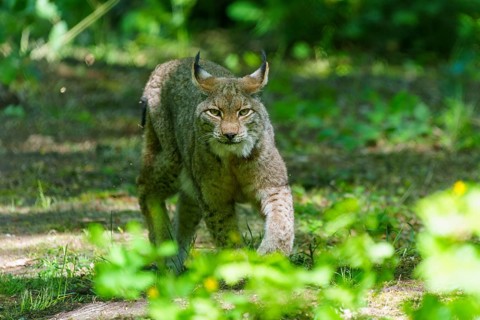 A lynx in the shade of a forest, alert and crouched. The surroundings are green and full of plants,