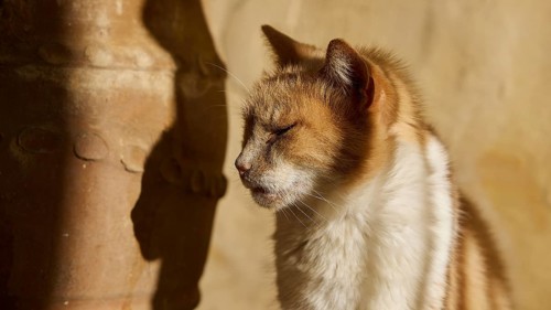 Close-up of a red and white cat sitting relaxed in the sun with its eyes closed, Symi Town, Symi,