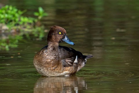 Tufted duck, tufted pochard (Aythya fuligula, Anas fuligula) adult female resting in shallow water