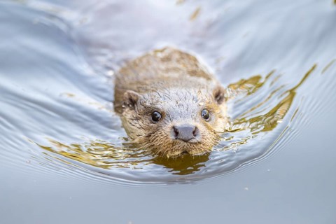 Eurasian otter (Lutra lutra) swimming in the water, Hesse, Germany, Europe