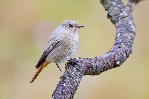 Black redstart (Phoenicurus ochruros) Germany