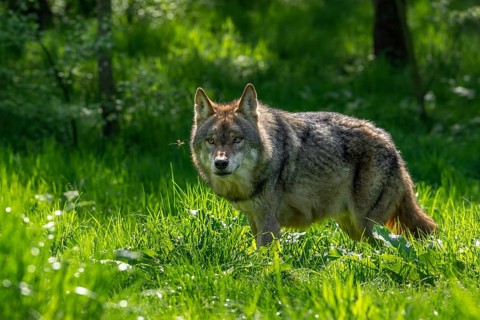 Curious Eurasian wolf, European grey wolf (Canis lupus lupus) looking at crane fly in grassland at