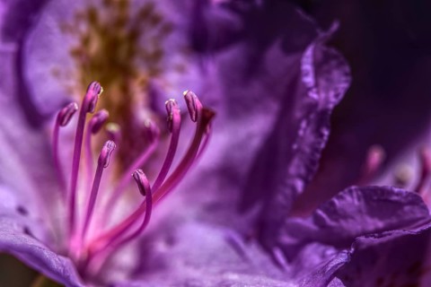 Macro photograph of a purple flower, rhododendron with clearly visible stamens, Siegen