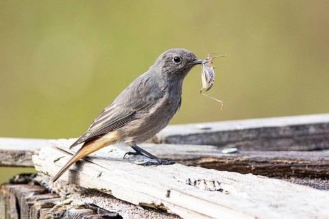 Black redstart (Phoenicurus ochruros) Germany