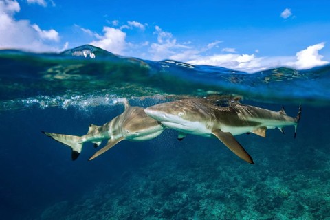 Half-and-half shot half and half shot split shot of group of blacktip reef sharks (Carcharhinus