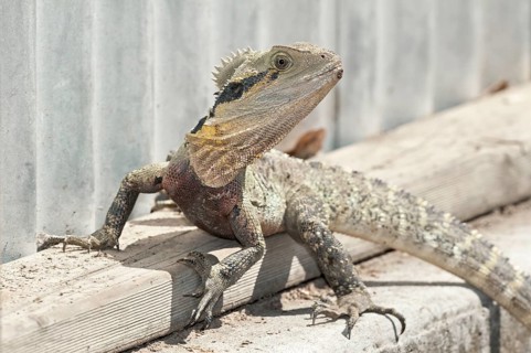 Australian Eastern water dragon (Physignathus lesueurii), Brisbane, Queensland, Australia, Oceania