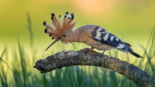 Hoopoe (Upupa epops) Bird of the Year 2022, sunrise, portrait, raised bonnet, female on branch,