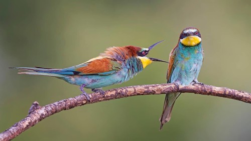 Bee-eater (Merops apiaster) pair, interaction, male, female, breeding, courtship, Middle Elbe River
