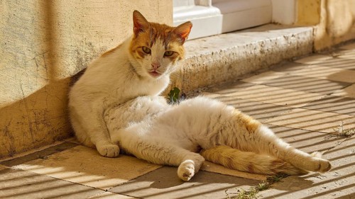White-orange cat sitting relaxed on the ground in the shade, Symi town, Symi, Dodecanese, Greek