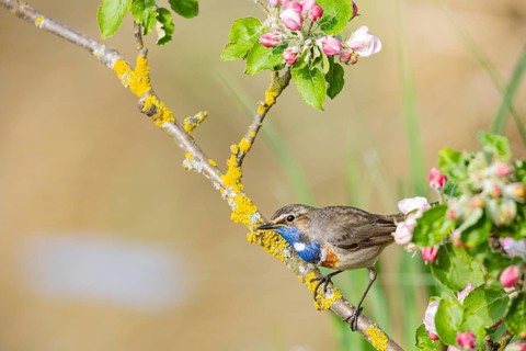 Bluethroat (Luscinia svecica cyanecula) ml Germany
