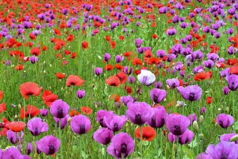 Field with poppies, red poppy (Papaver somniferum) and pink poppy, Bavaria, Germany, Europe