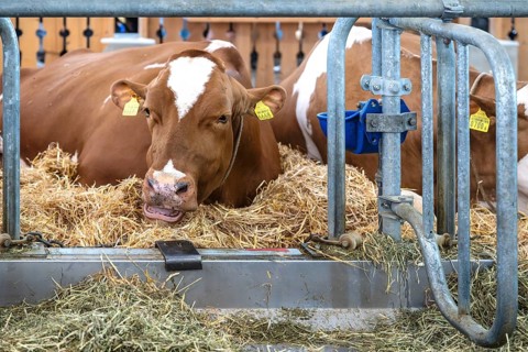 Dairy cow Swiss Fleckvieh