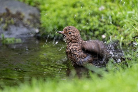 Blackbird (Turdus merula), bathing, Emsland, Lower Saxony, Germany, Europe