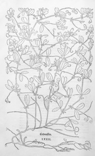 Tuberous pea, ground acorn, field nut (Lathyrus tuberosus), woodcut by Leonhart Fuchs, from New