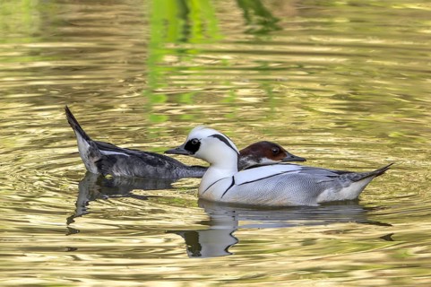 Smew (Mergellus albellus, Mergus albellus) male and female swimming in pond in spring