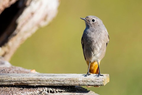 Black redstart (Phoenicurus ochruros) Germany