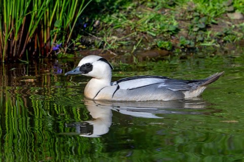 Smew (Mergellus albellus, Mergus albellus) male swimming in pond in spring