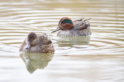 Teal (Anas crecca) Pair Germany