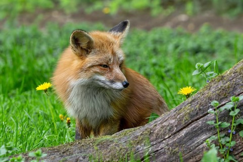 Red fox (Vulpes vulpes) looking at dandelion flower in grassland, meadow at edge of forest
