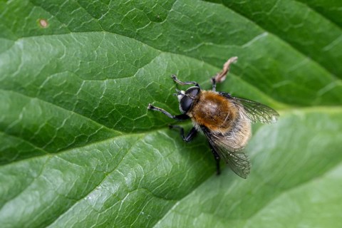 Daffodil hoverfly (Merodon equestris), Emsland, Lower Saxony, Germany, Europe