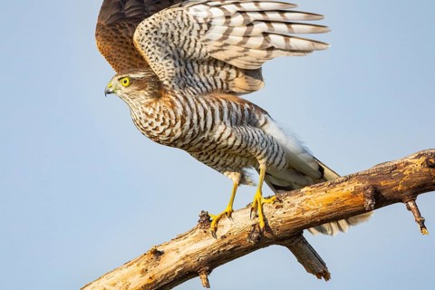 Sparrowhawk (Accipiter nisus) Germany