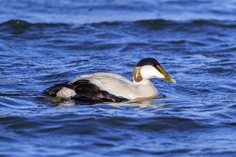 Common eider duck (Somateria mollissima) male, drake in breeding plumage swimming along the North