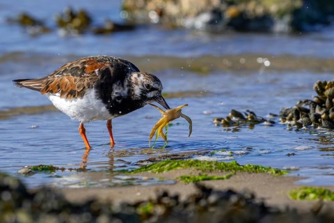 Ruddy turnstone (Arenaria interpres) adult in breeding plumage with caught crab prey in beak on