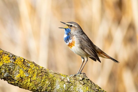 Bluethroat (Luscinia svecica cyanecula) ml Germany