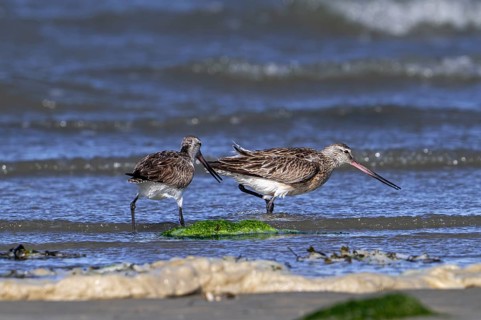 Two bar-tailed godwits (Limosa lapponica) foraging in shallow water on beach along the North Sea