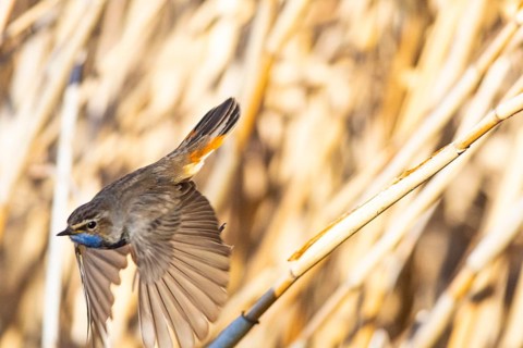 Bluethroat (Luscinia svecica cyanecula) ml Germany