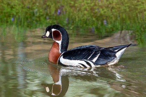 Red-breasted goose (Branta ruficollis, Rufibrenta ruficollis) swimming in pond in spring