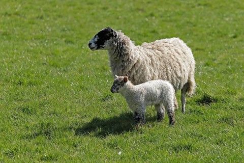Ewe and lamb on pasture, Chipping Campden, The Cotswolds, England, Great Britain