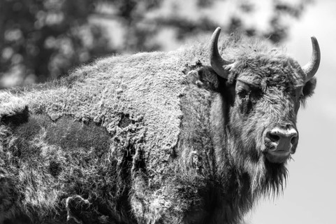 Bison (Bison), game park, Bavaria, Germany, Europe