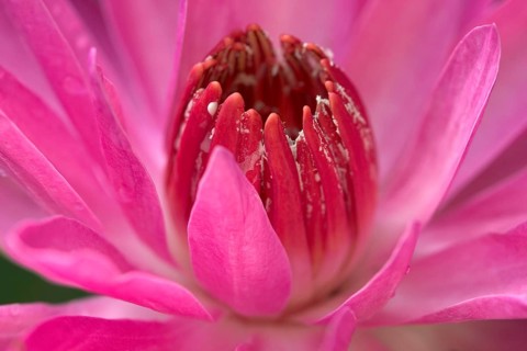 Water lily (Nymphaea) 'St. Louis