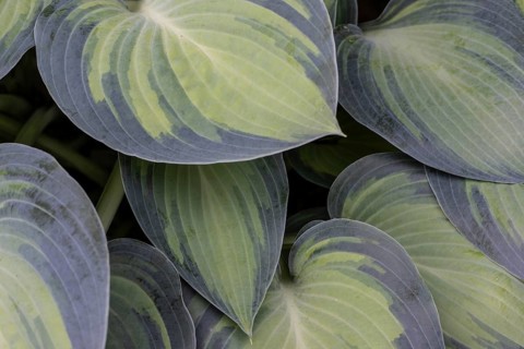 Funkia (Hosta June), leaves, Emsland, Lower Saxony, Germany, Europe