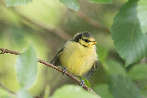 A great tit (Parus major), young bird, sitting on a branch surrounded by green leaves, Hesse,