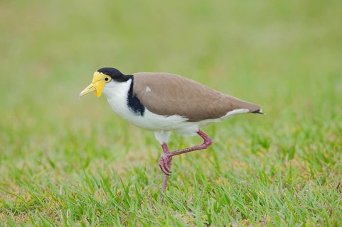 Masked Lapwing (Vanellus miles), Brisbane, Queensland, Australia, Oceania