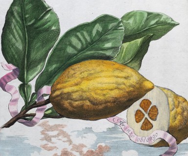 Lemons, citrus fruits, hand-coloured copper engraving or copper etching by Johann Christoph