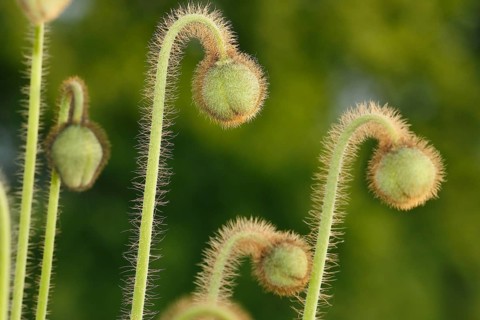 Iceland poppy (Papaver nudicaule), buds, in the evening light, North Rhine-Westphalia, Germany,
