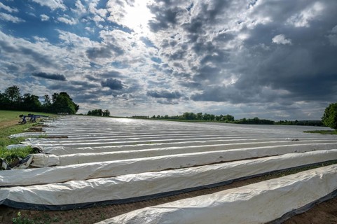 Asparagus field with white covering foil, cloudy sky, Eckental, Middle Franconia, Bavaria, Germany,