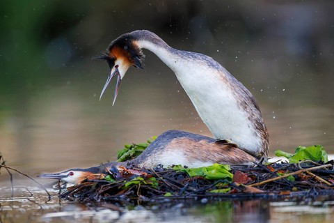 Great Crested Grebe (Podiceps cristatus), Germany, Europe