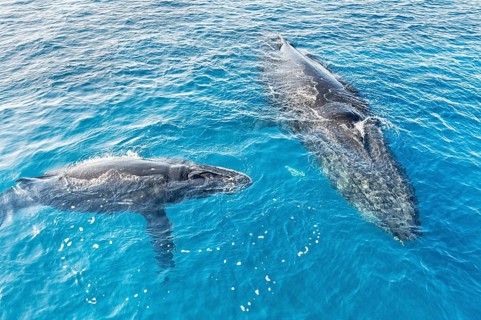A Humpback Whales family surfacing, Hervey Bay, Queensland, Australia, Oceania
